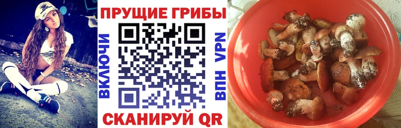 Галлюциногенные грибы Psilocybine cubensis  Кувшиново 